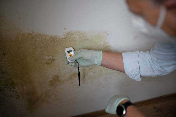 Best Mold Remediation  in Huron, OH