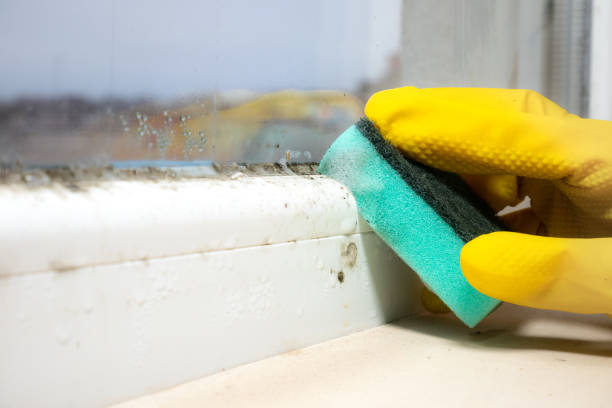 Best Toxic Mold Removal  in Huron, OH