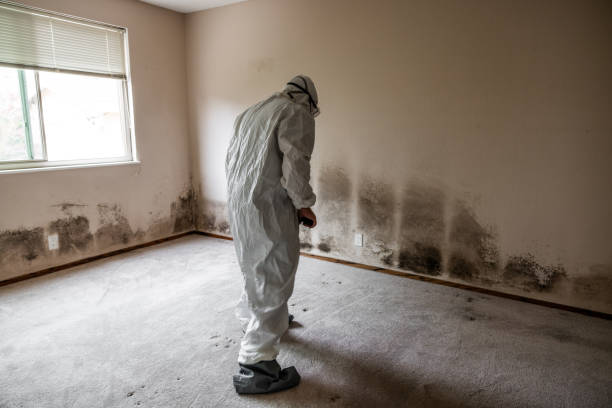 Best Mold Remediation Experts  in Huron, OH